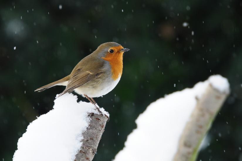 2010_12_18_175_Winter