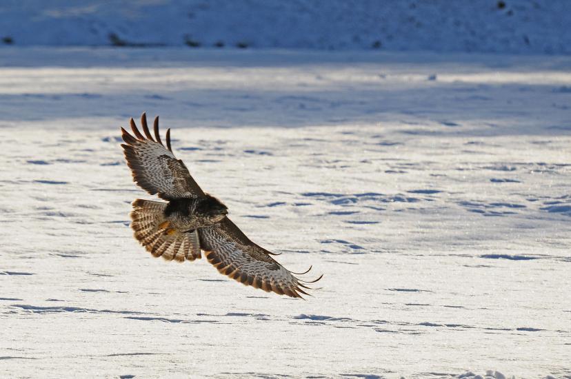 2011_01_02_104_Winter_bearbeitet-1