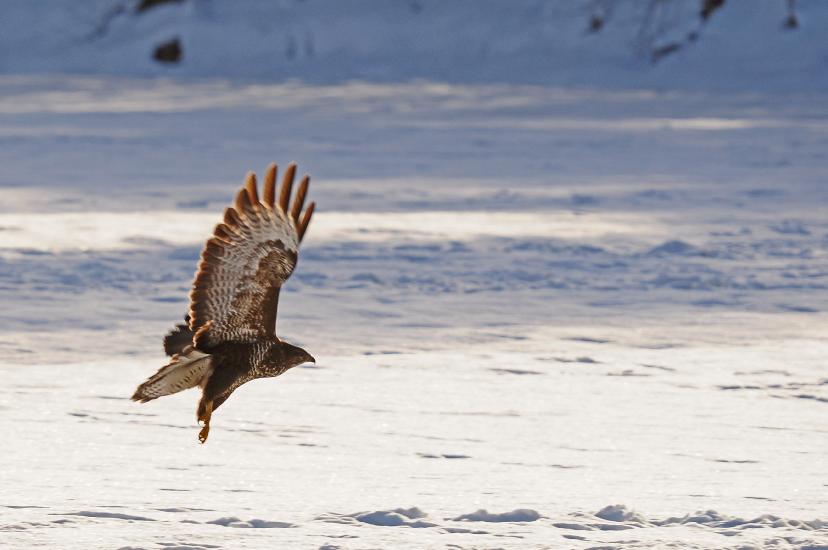 2011_01_02_105_Winter_bearbeitet-1