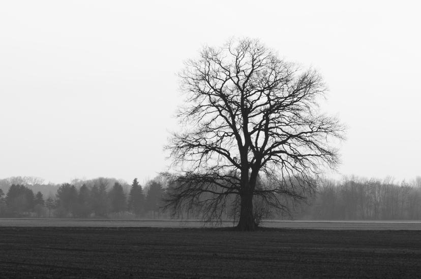 2011_01_28_0225_BruchMacro