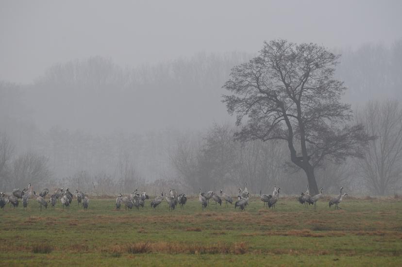 2011_02_13_099_BruchKraniche