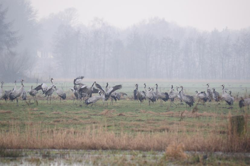 2011_02_13_140_BruchKraniche