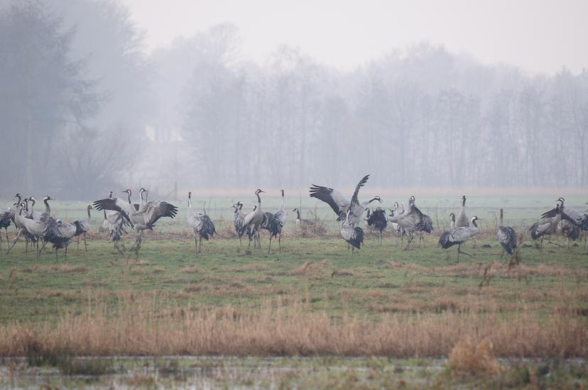 2011_02_13_143_BruchKraniche