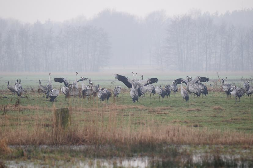 2011_02_13_172_BruchKraniche