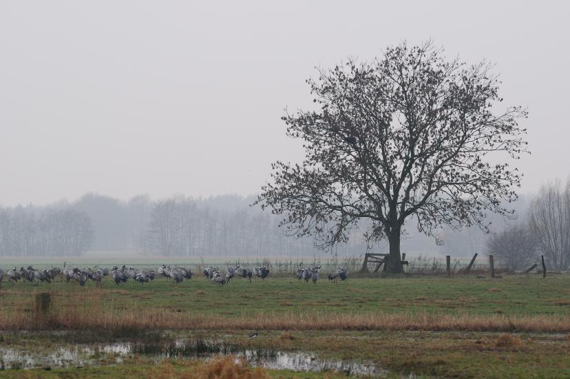 2011_02_13_233_BruchKraniche