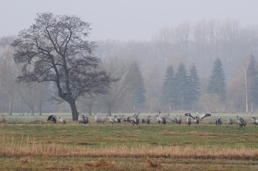 2011_02_13_283_BruchKraniche