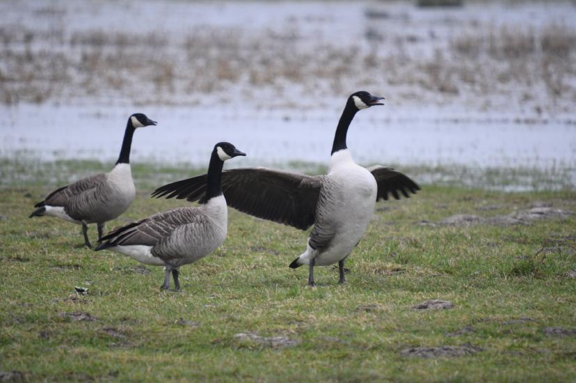 2011_02_19_097_Bruch500