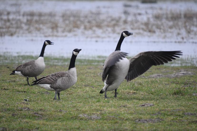 2011_02_19_099_Bruch500