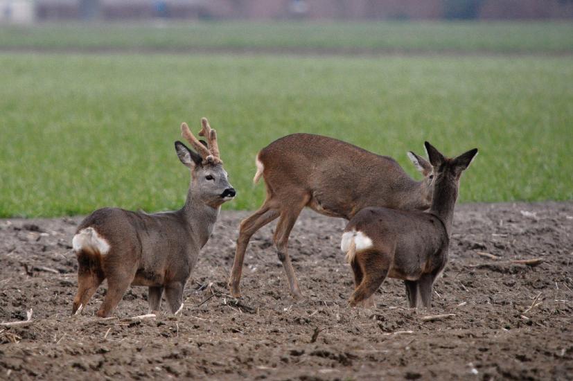 2011_02_20_289_Bruch500_bearbeitet-1