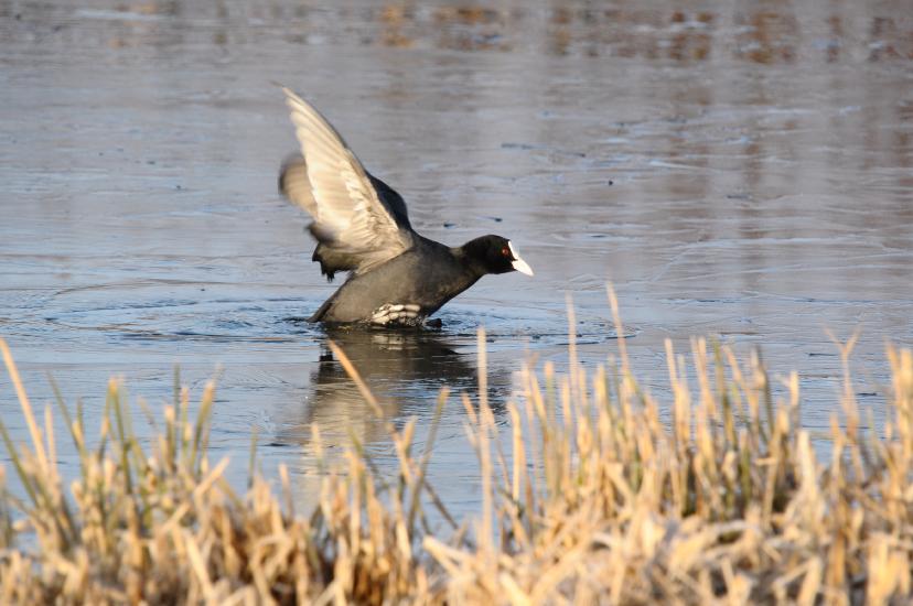 2011_03_06_0360_Bruch500