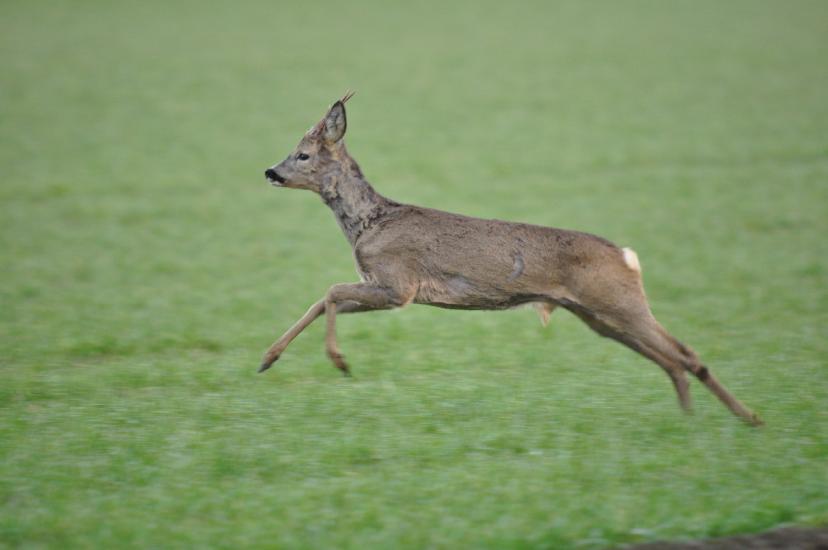 2011_03_13_0152_Bruch500