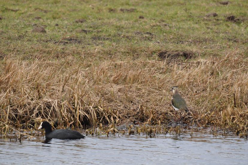 2011_03_13_0432_Bruch500