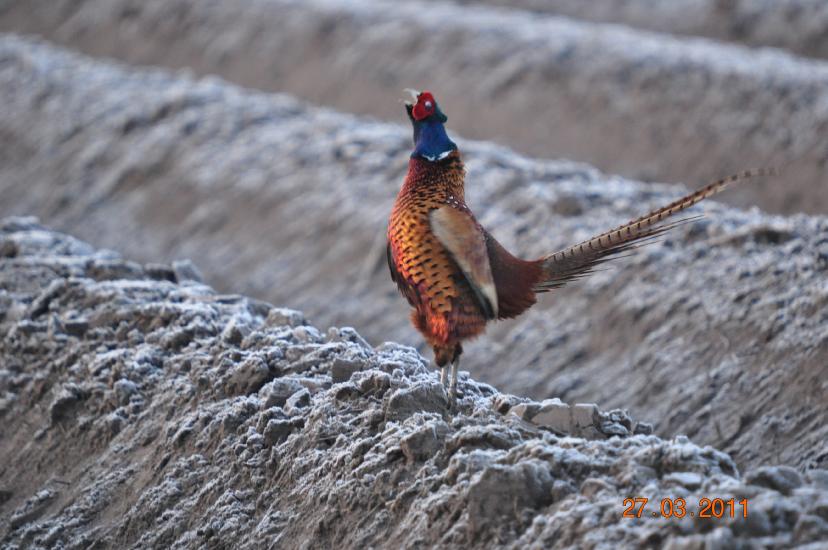 2011_03_27_0668_Bruch