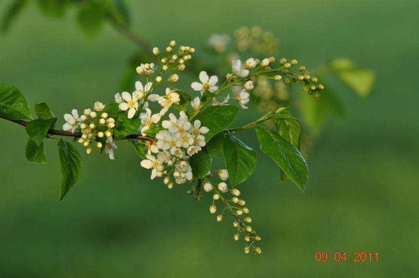 2011_04_09_0463_Bruch