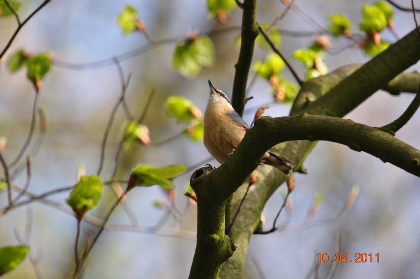 2011_04_10_0742_Bruch