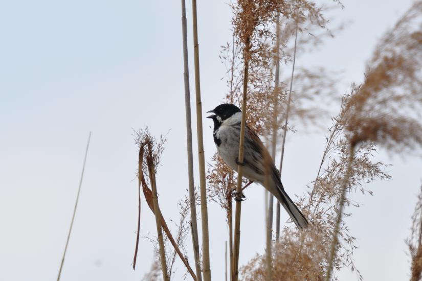 2011_04_16_0292_Rieselfelder