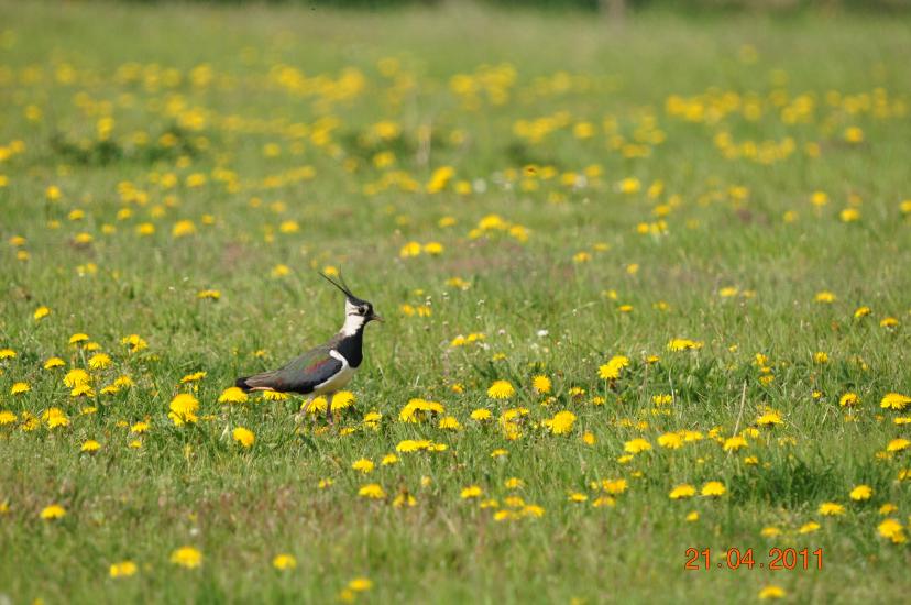 2011_04_21_0218_Bruch