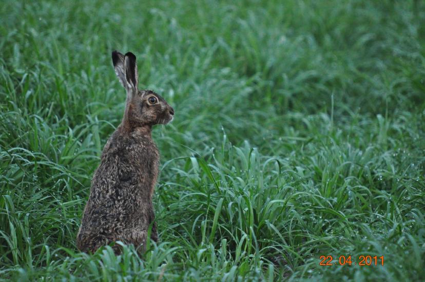 2011_04_22_0431_Bruch