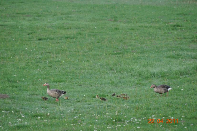 2011_04_22_0450_Bruch