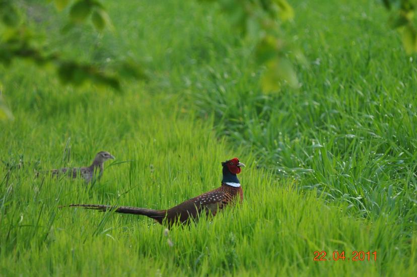 2011_04_22_0564_Bruch