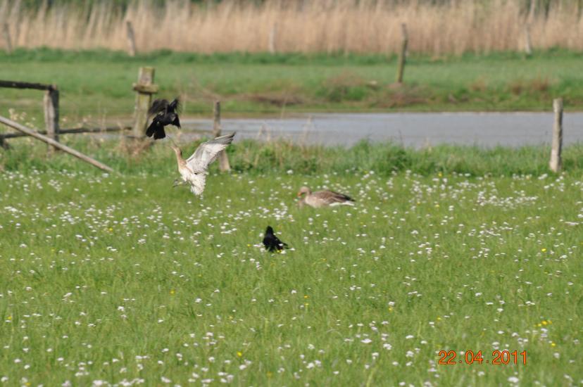 2011_04_22_0758_Bruch