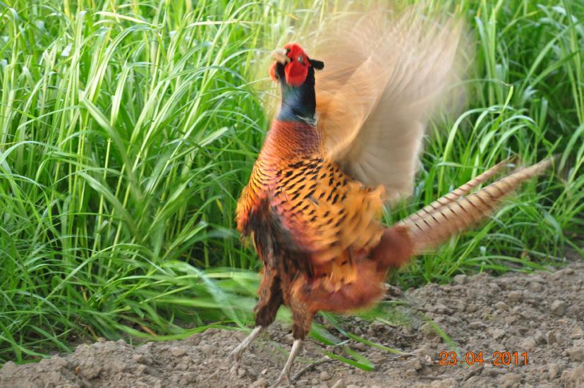 2011_04_23_1012_Bruch