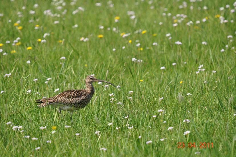 2011_04_23_1242_Bruch