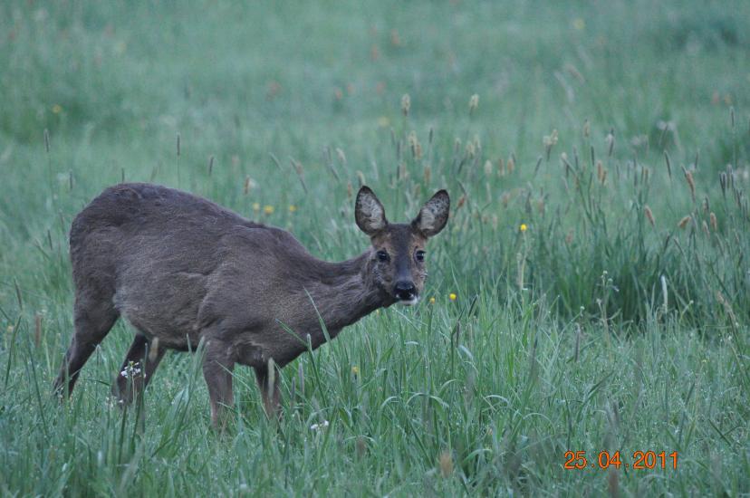 2011_04_25_1685_Bruch