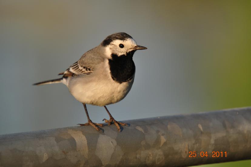 2011_04_25_2011_Bruch