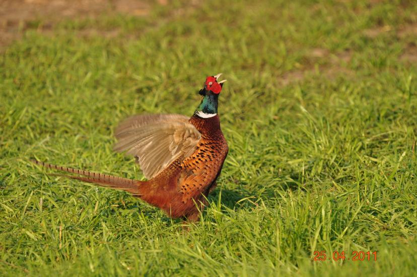 2011_04_25_2076_Bruch