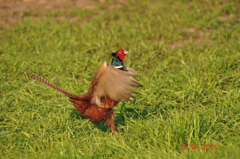 2011_04_25_2079_Bruch