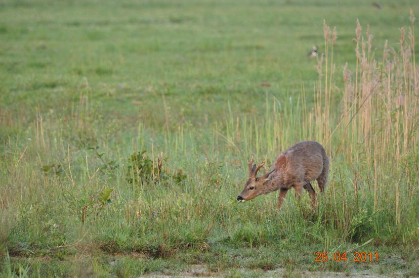 2011_04_26_2277_Bruch