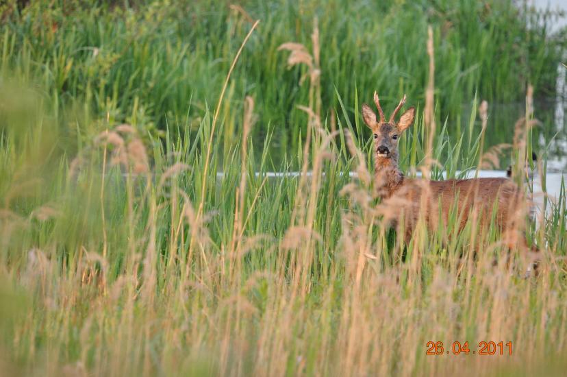 2011_04_26_2360_Bruch