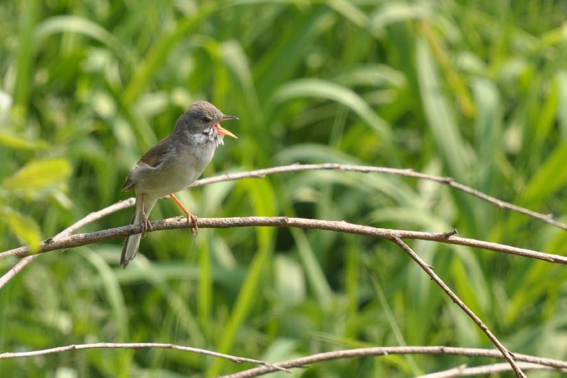 2011_05_21_0282_Bruch