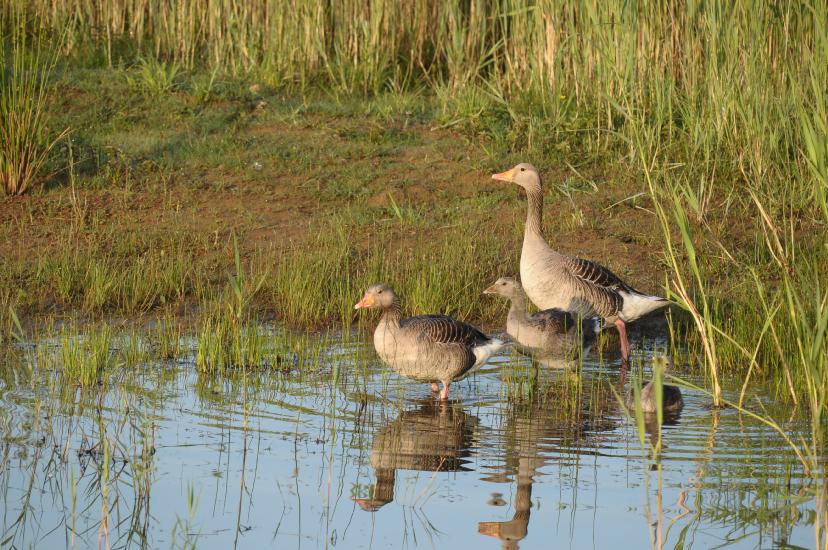 2011_05_28_0106_Bruch