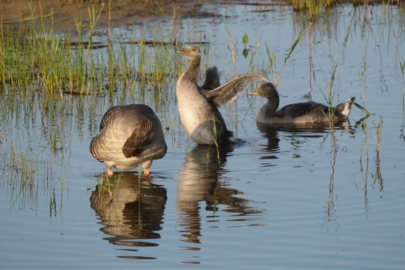 2011_05_28_0132_Bruch