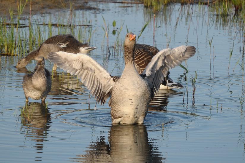 2011_05_28_0181_Bruch