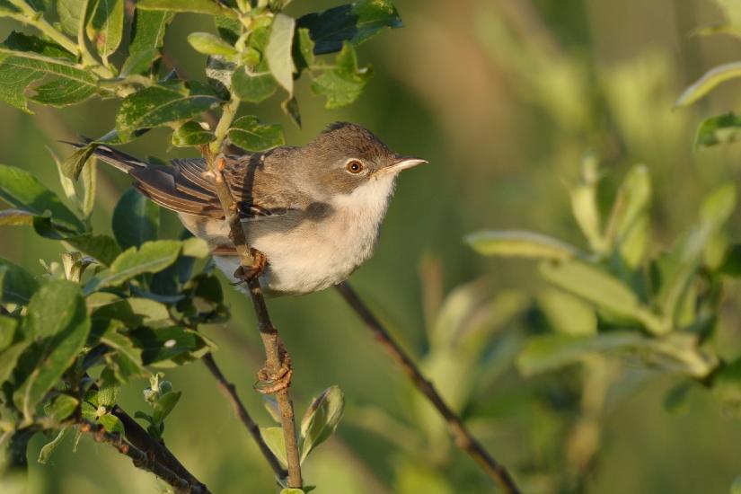 2011_05_28_0218_Bruch