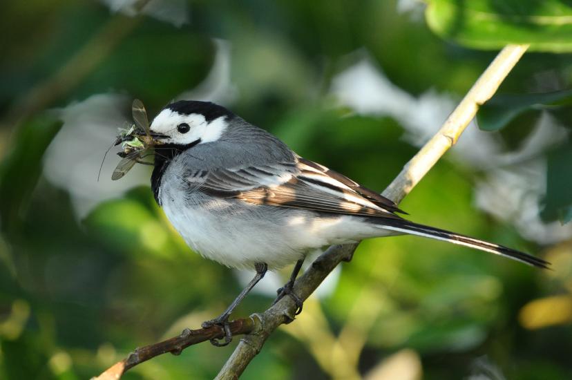 2011_05_28_0329_Bruch