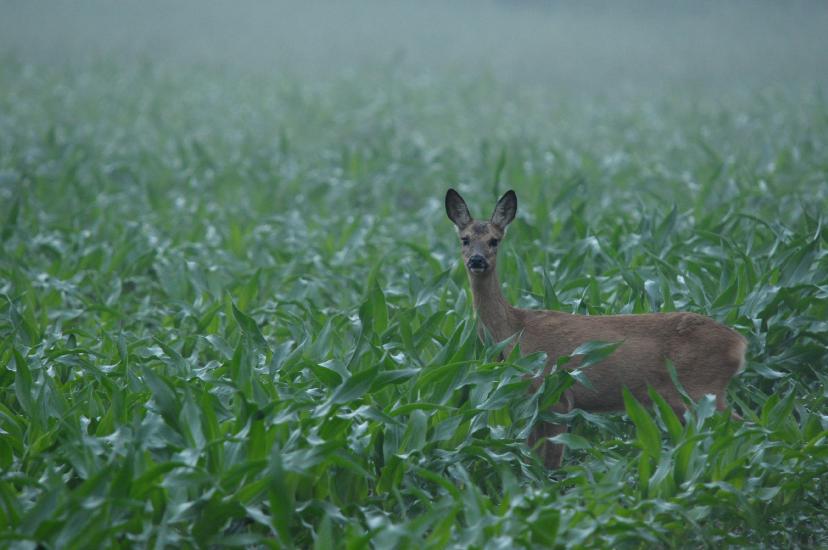 2011_06_11_0281_Bruch