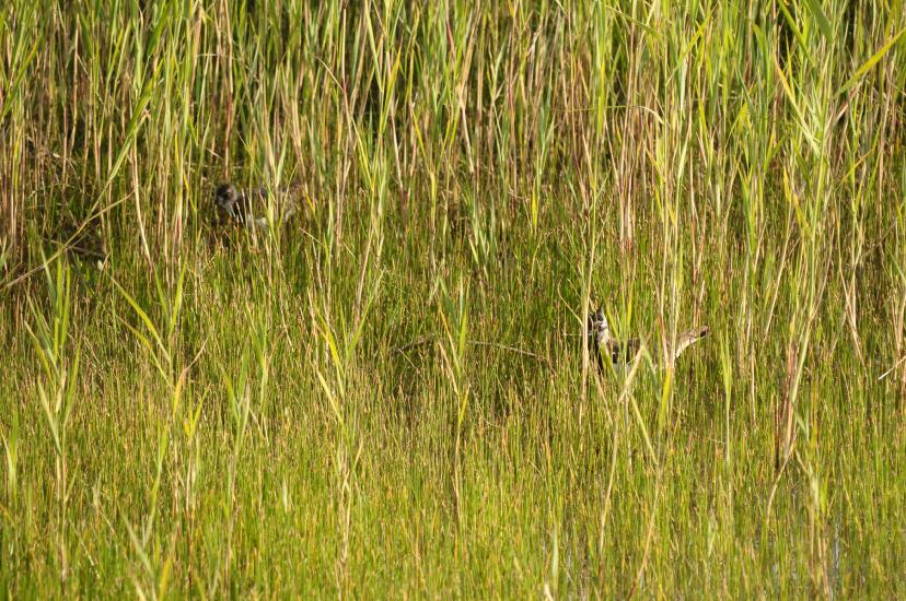 2011_06_11_0633_Bruch