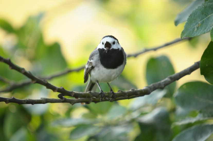 2011_06_11_0731_Bruch