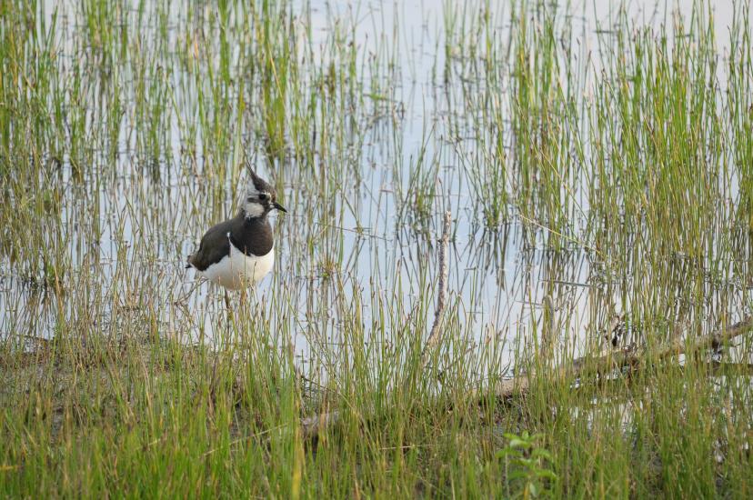 2011_06_11_0782_Bruch