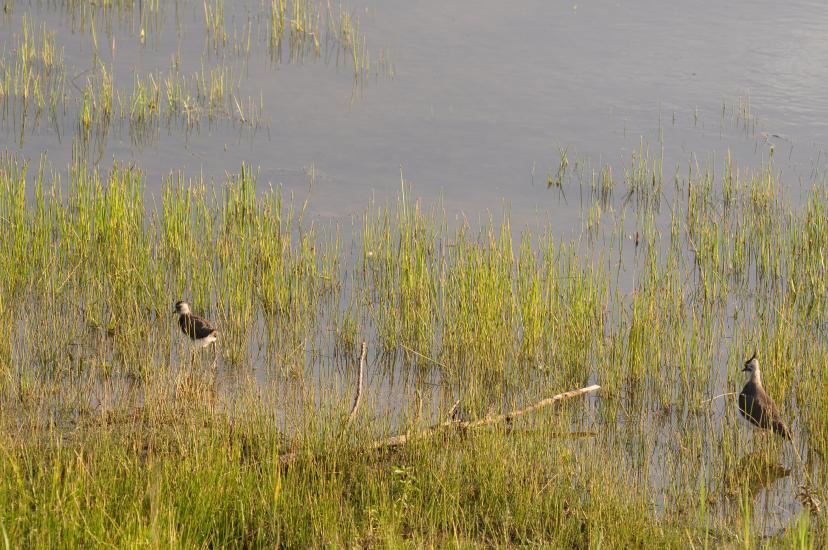 2011_06_11_0830_Bruch