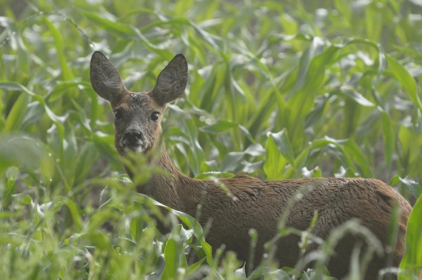 2011_06_12_0948_Bruch