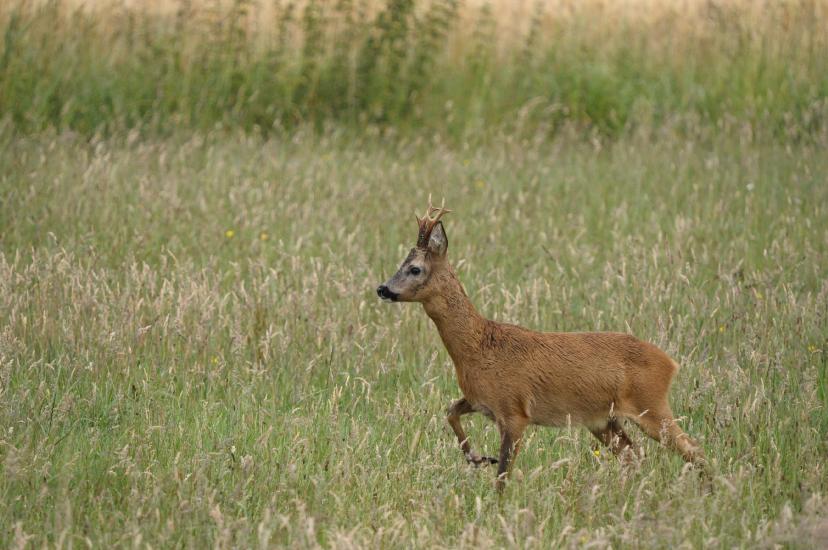 2011_06_19_0076_Streckenfotos