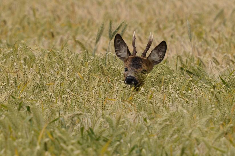 2011_06_19_0187_Streckenfotos