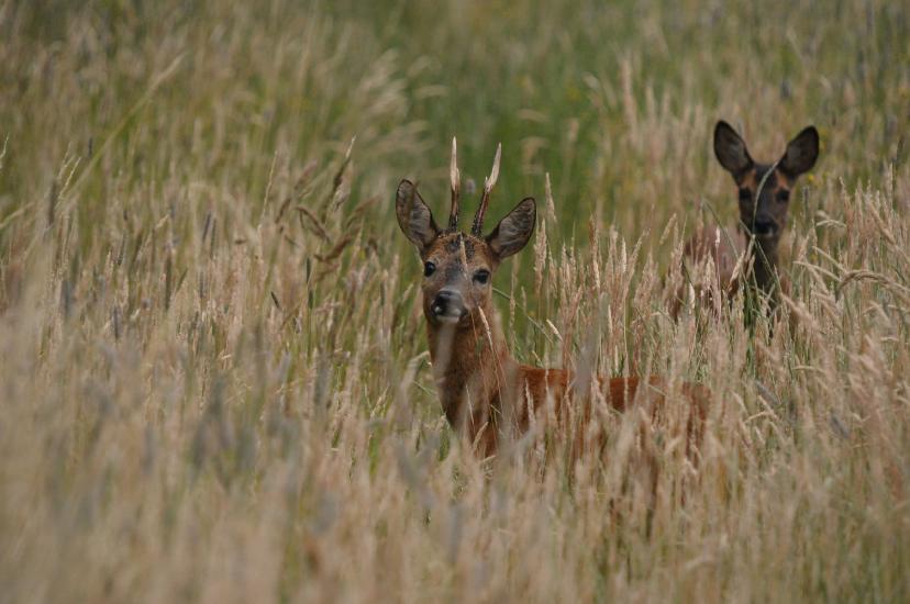 2011_06_24_0093_DiverseT