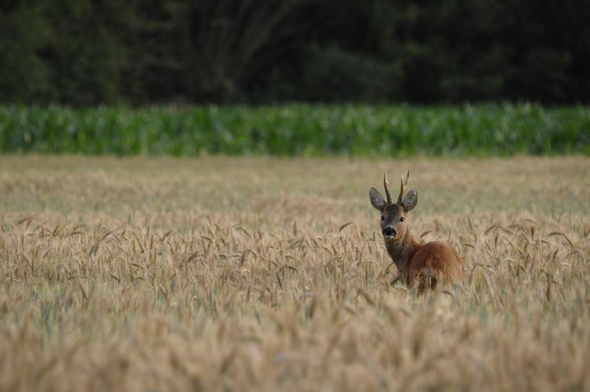 2011_07_09_0041_Bruch