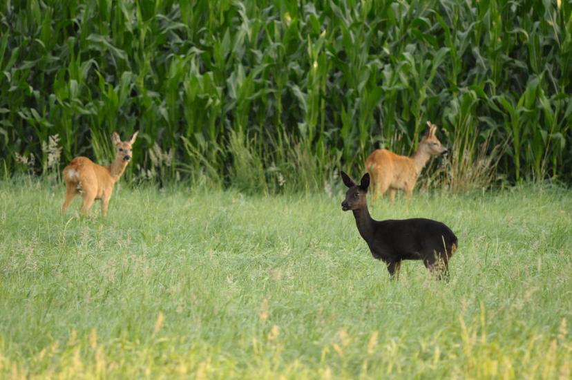 2011_07_09_0163_Bruch